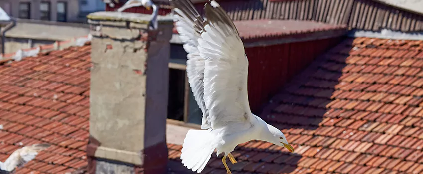 Residential Chimney Animal Removal Solution in Fairhope, AL